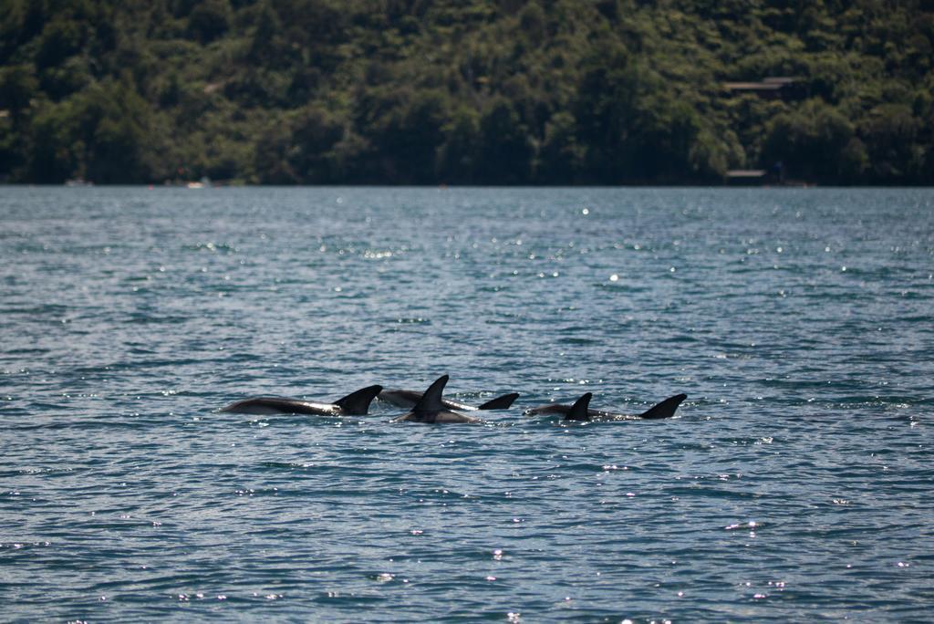 Lochmara Lodge - 20Mins By Boat From Picton Lochmara Bay Exteriér fotografie
